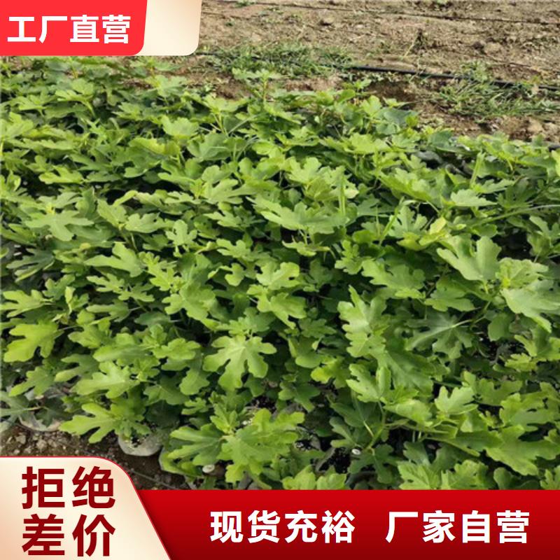 无花果-苹果苗讲信誉保质量