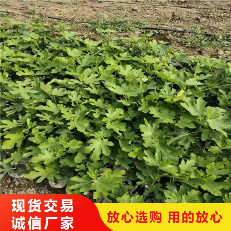 【无花果】金银花树苗我们更专业