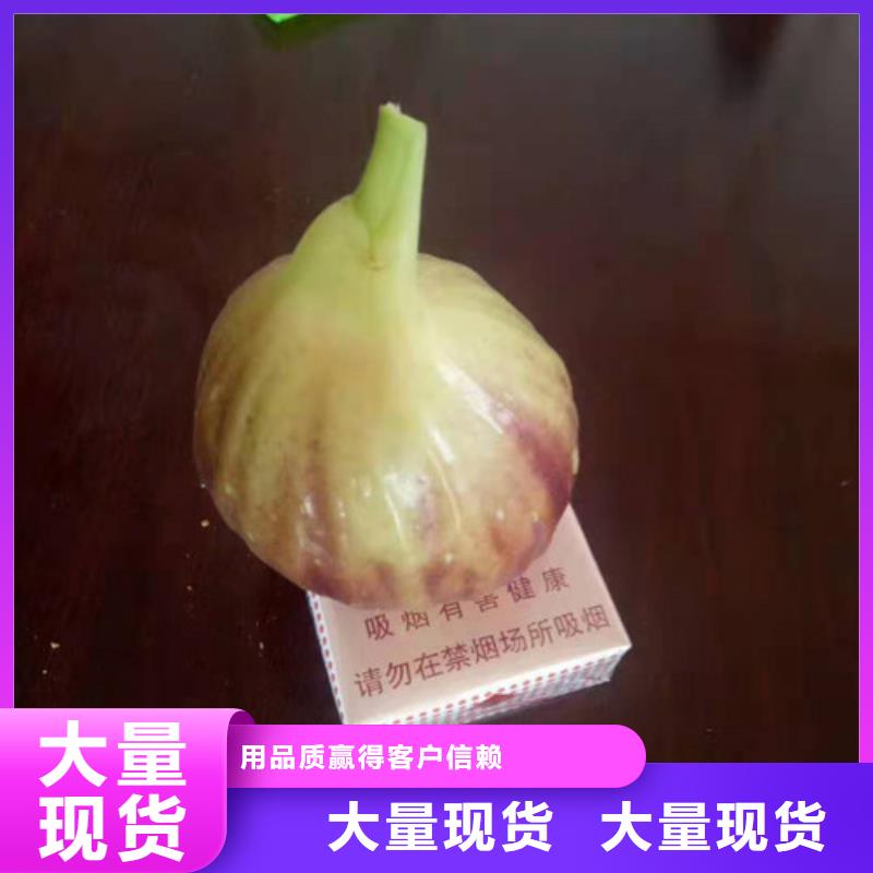 无花果草莓苗懂您所需