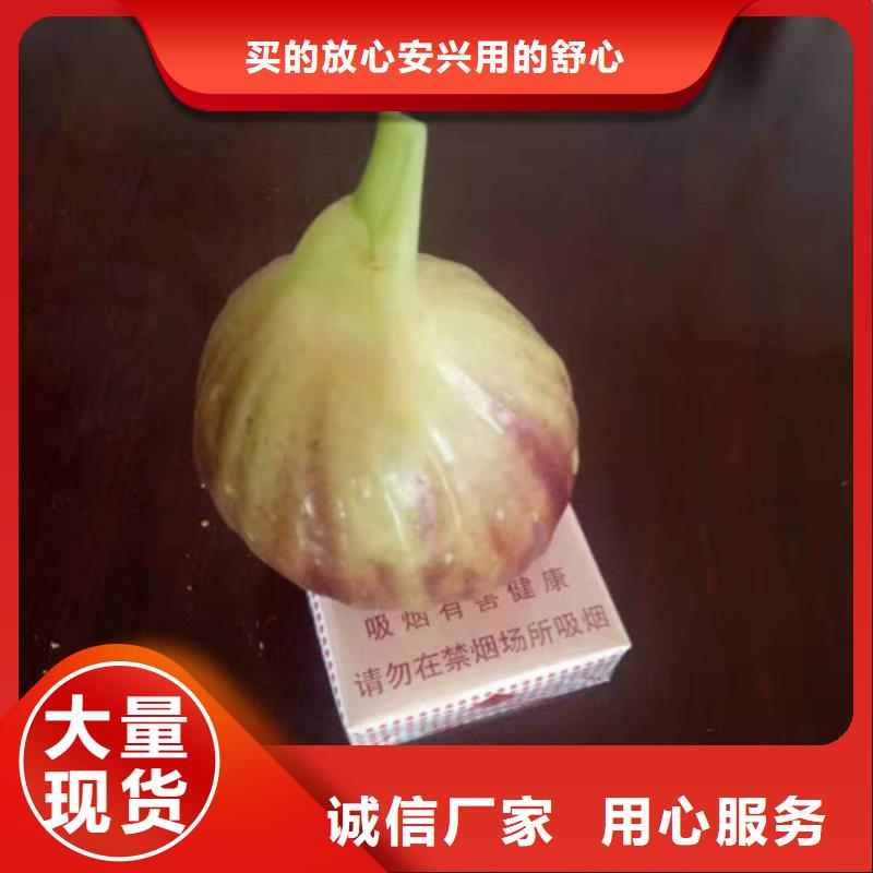 无花果,【早酥红梨】工程施工案例