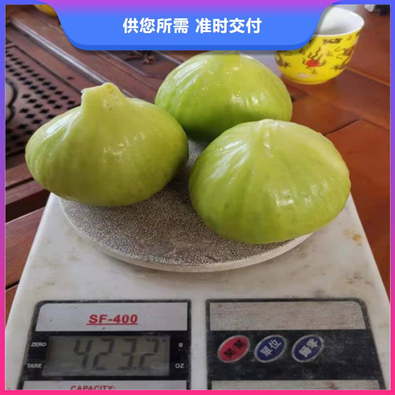 无花果_草莓苗支持大小批量采购