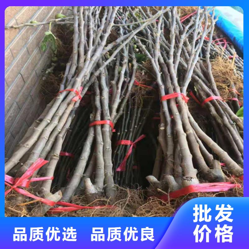 无花果_香椿树苗实体厂家大量现货