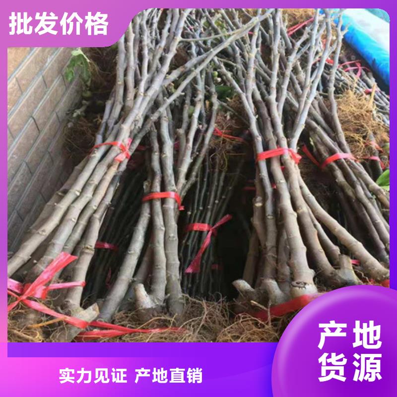 【无花果_樱桃树苗好货直销】