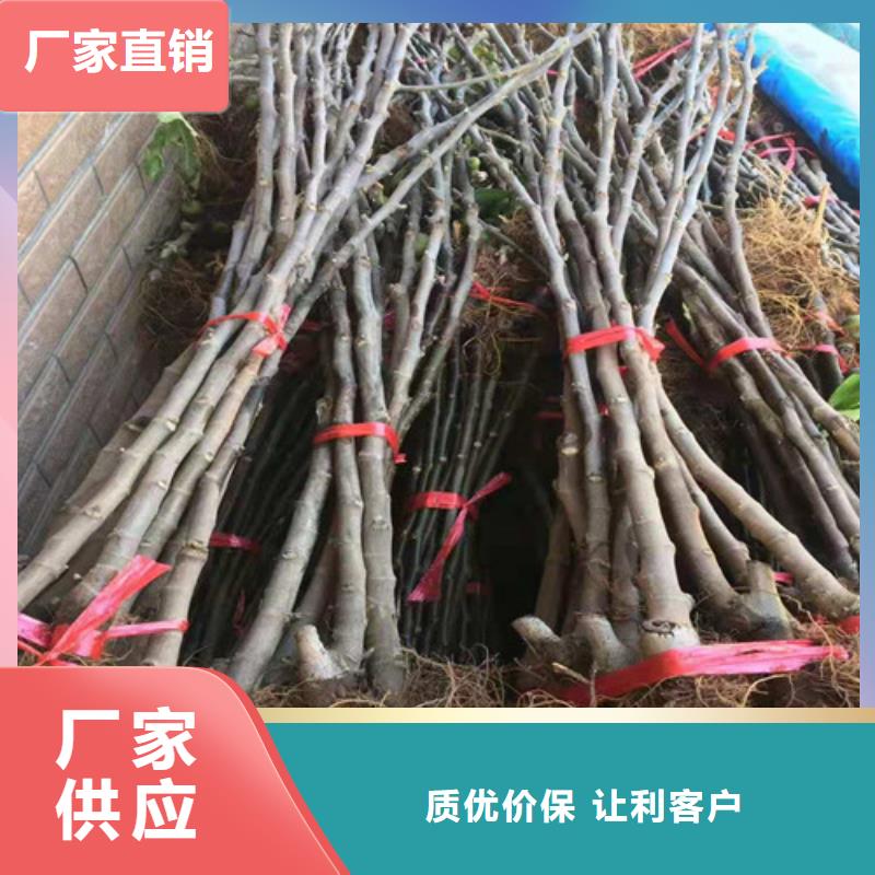 【无花果苹果树苗按需定做】