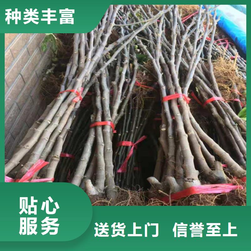 【无花果大棚草莓苗高性价比】