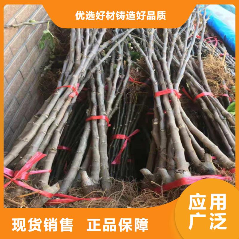 无花果核桃苗厂家直销直供