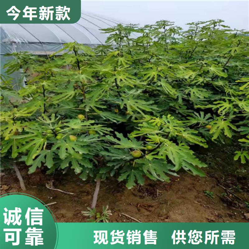 无花果核桃苗厂家直销直供