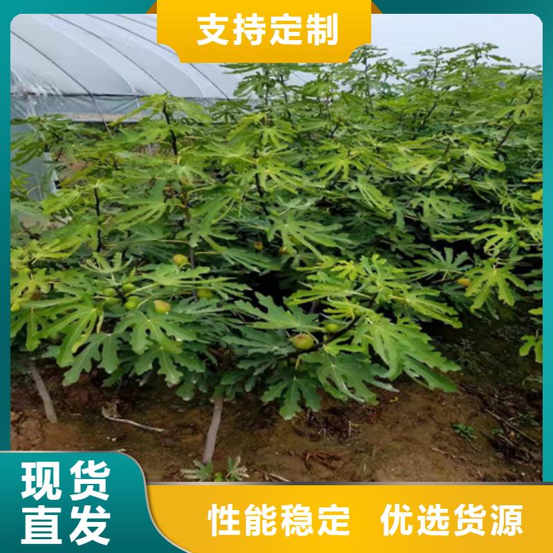 无花果桃树苗量少也做