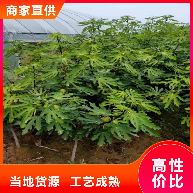 无花果板栗树产地工厂