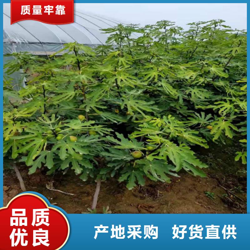 无花果蓝莓苗款式多样