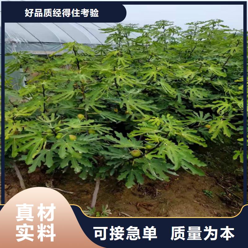 无花果金银花苗支持批发零售