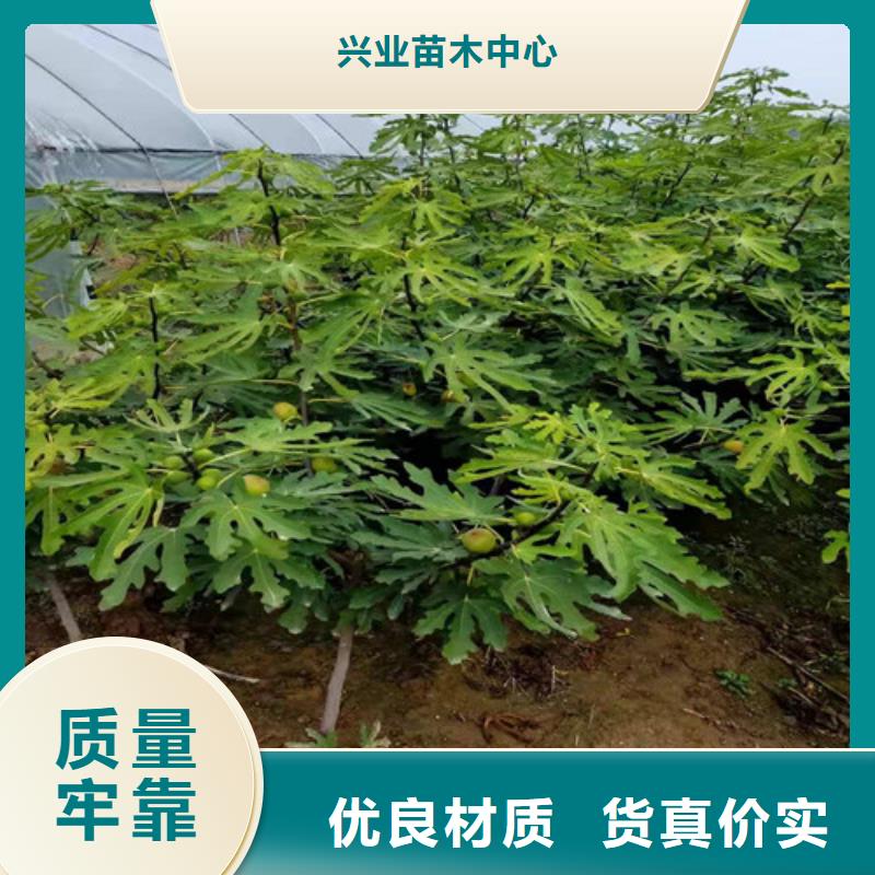 【无花果香椿树苗价格公道合理】