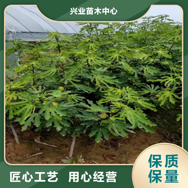 【无花果大棚草莓苗售后服务完善】