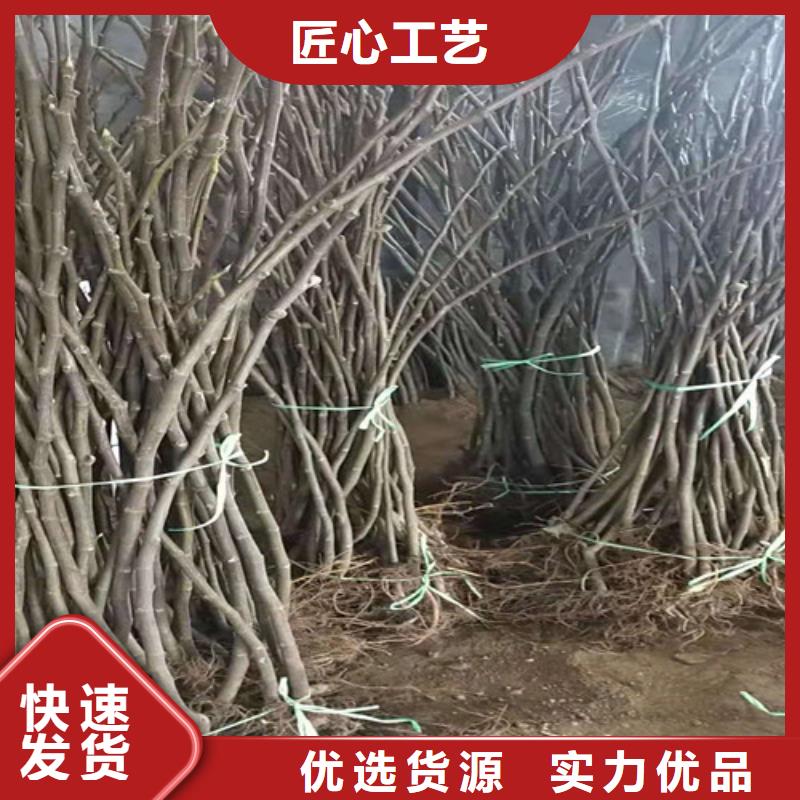 无花果-香椿苗厂家售后完善