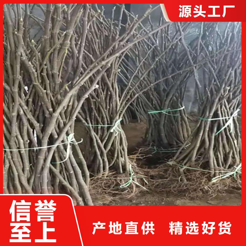 无花果草莓苗懂您所需