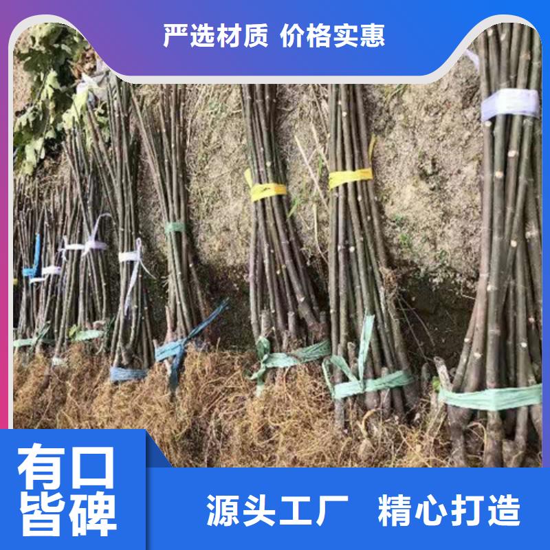 无花果,花椒苗高质量高信誉