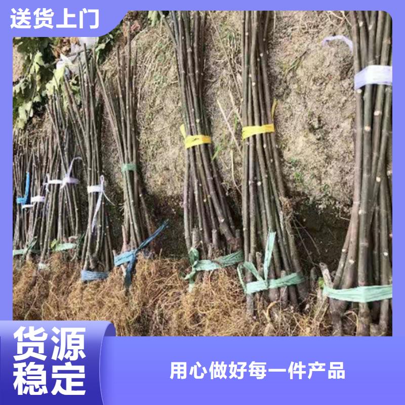 无花果猕猴桃苗支持定制