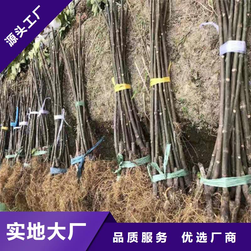 无花果-猕猴桃苗优质货源