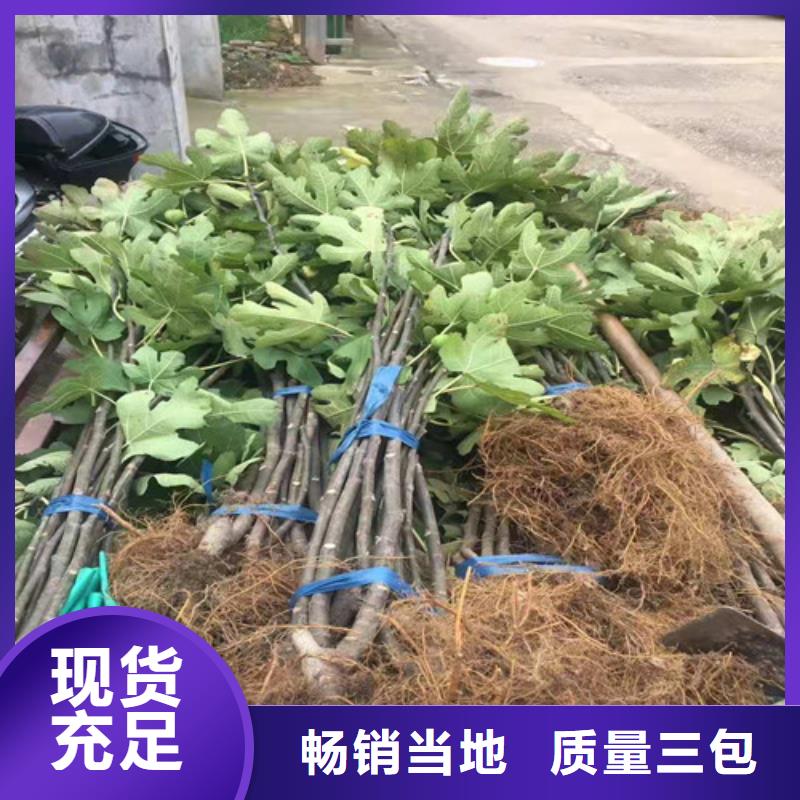 无花果大棚草莓苗工厂自营