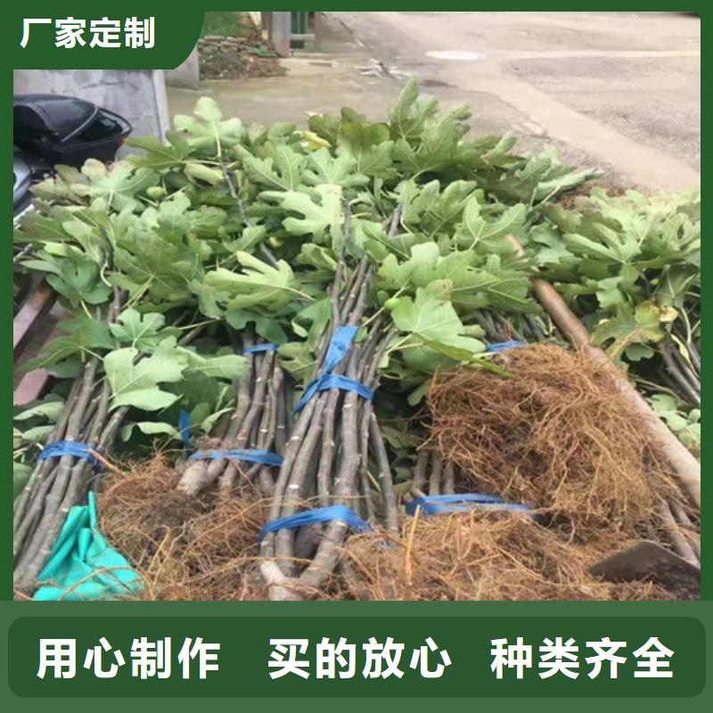 无花果草莓苗放心选购