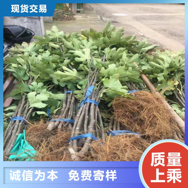 无花果,樱桃树苗来图来样定制