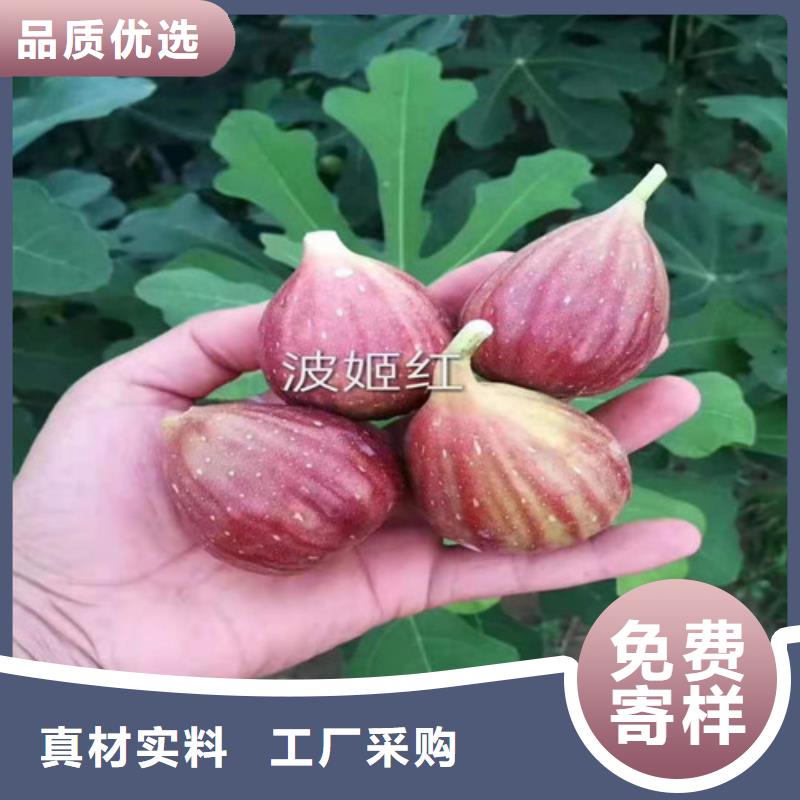 无花果,【黄金蜜桃苗】有实力有经验