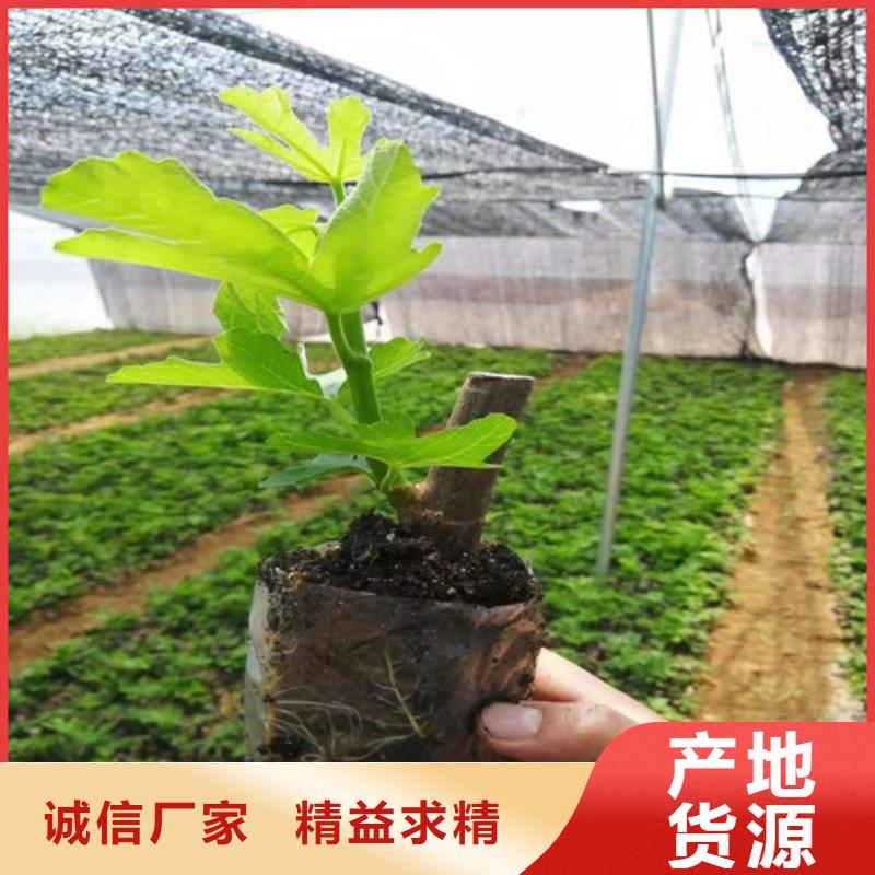 无花果_草莓苗支持大小批量采购