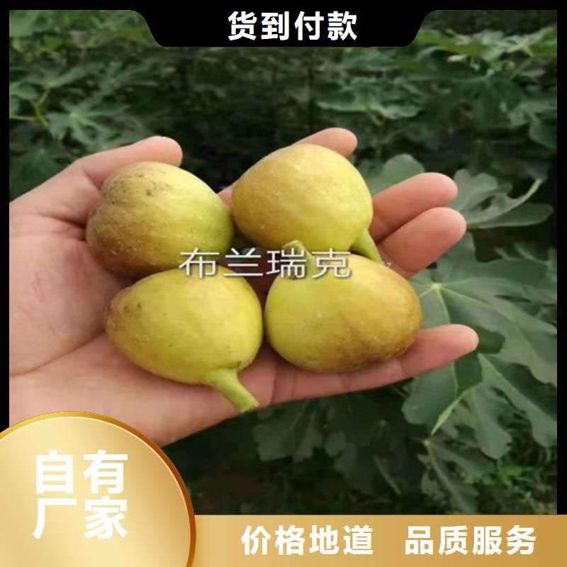 无花果大棚草莓苗品质优选