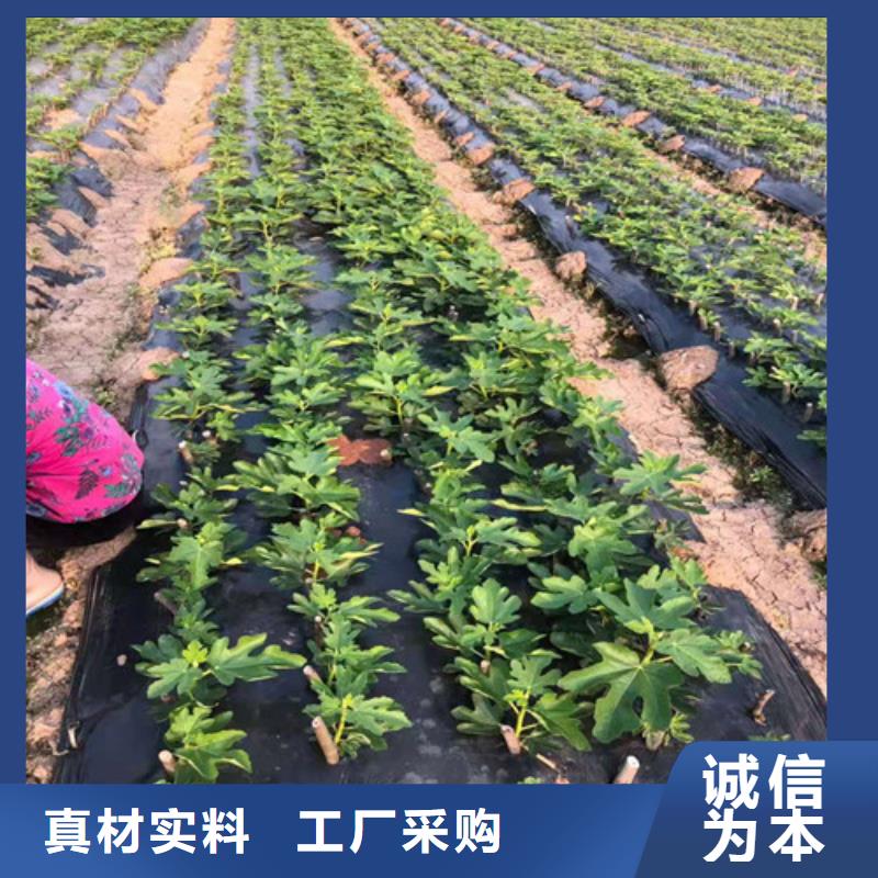 【无花果苹果树苗按需定做】