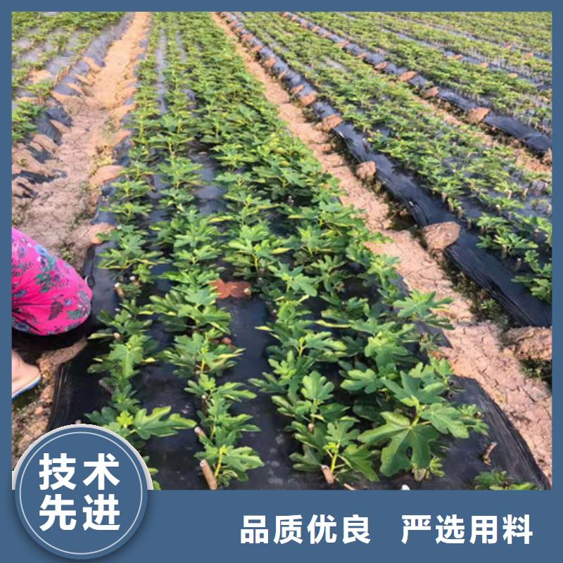 【无花果】大棚草莓苗款式新颖