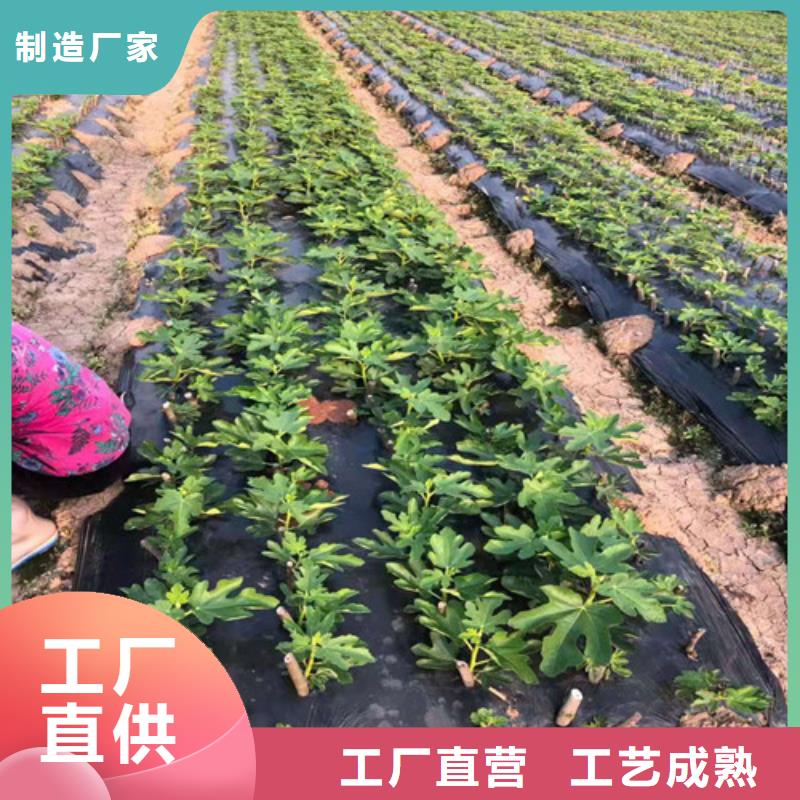 无花果【翠冠梨苗】供您所需