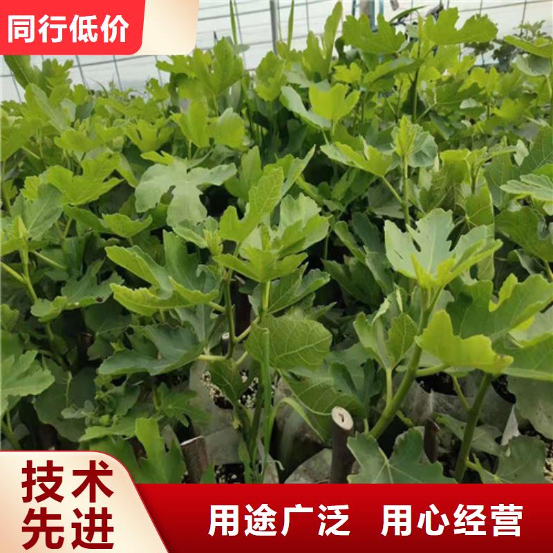 【无花果_樱桃树苗好货直销】