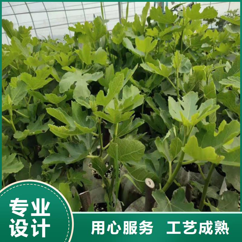 无花果,黄桃苗用好材做好产品