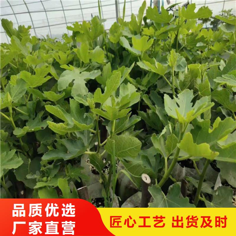 无花果,核桃苗品质保障价格合理