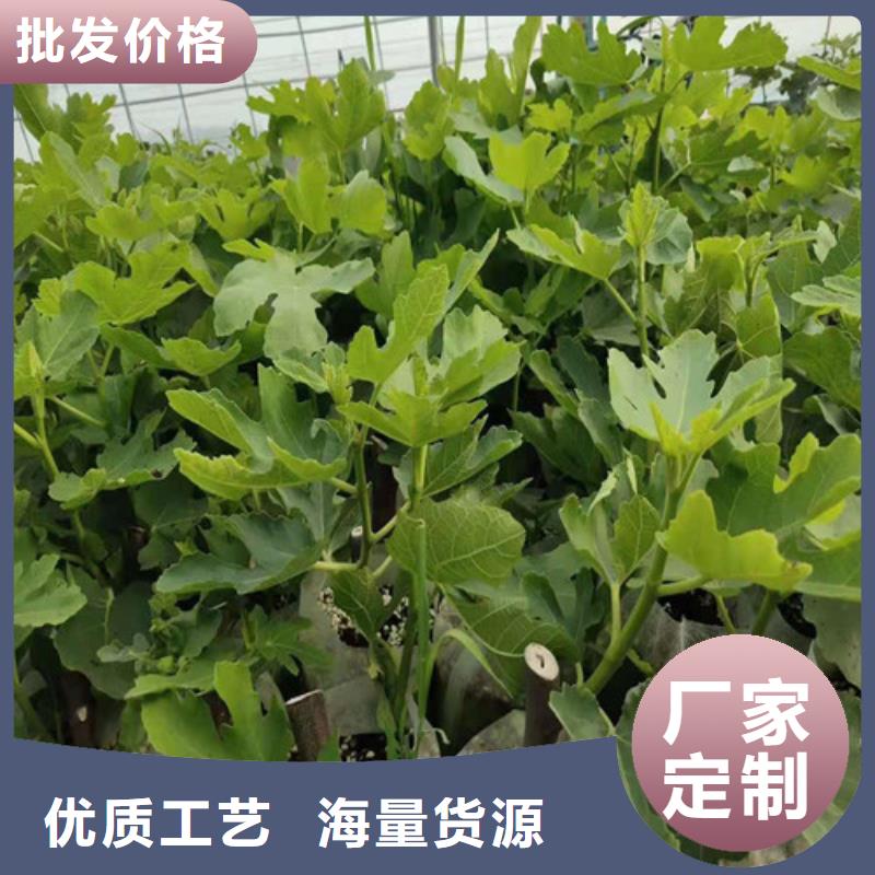 无花果-苹果苗讲信誉保质量