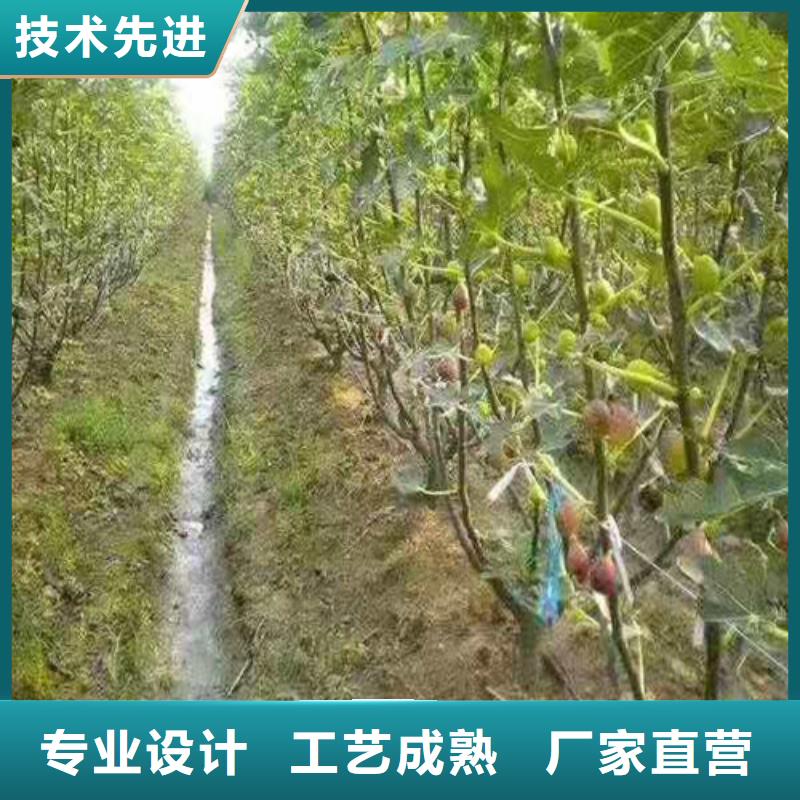 无花果-香椿苗专注细节使用放心