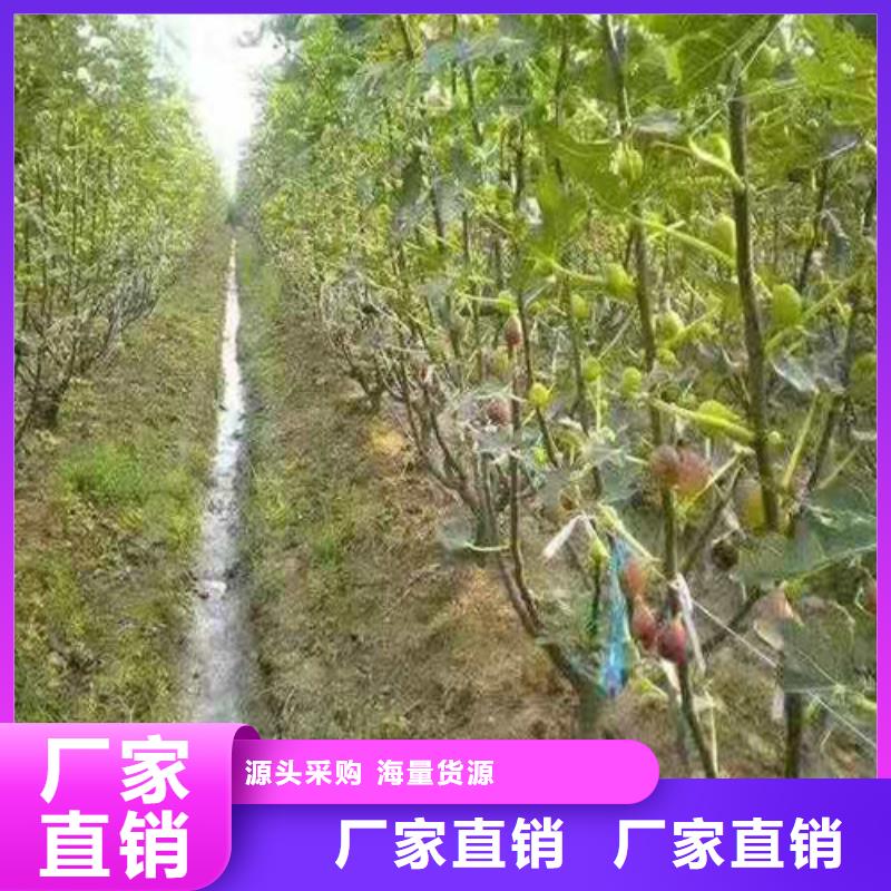 无花果油桃苗厂家现货供应