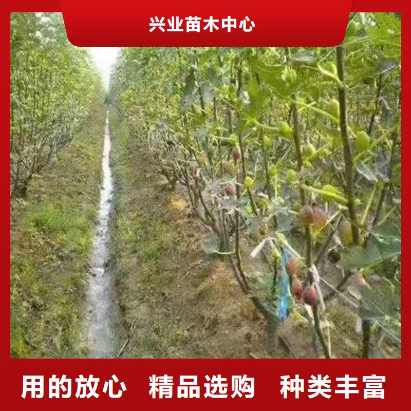 无花果-【枣树苗】质量看得见