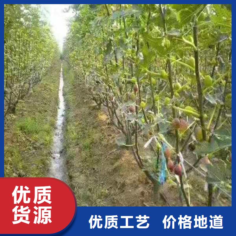 无花果木瓜海棠苗量大更优惠