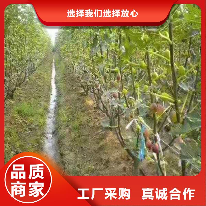 无花果【梨树苗】厂家定制