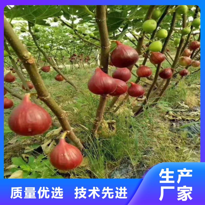 无花果枣树苗免费安装