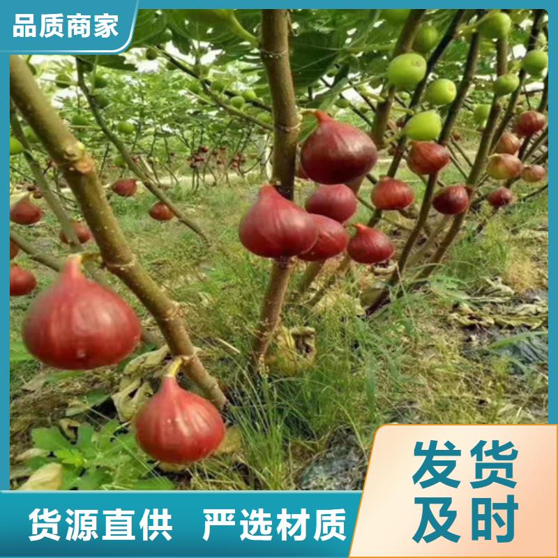 无花果,【早酥红梨】工程施工案例