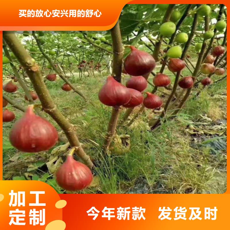 【无花果】葡萄苗实力商家供货稳定