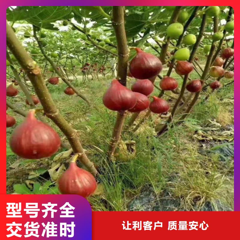 无花果奥红一号工厂现货供应