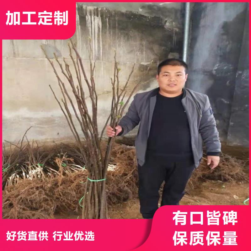 无花果木瓜海棠苗量大更优惠