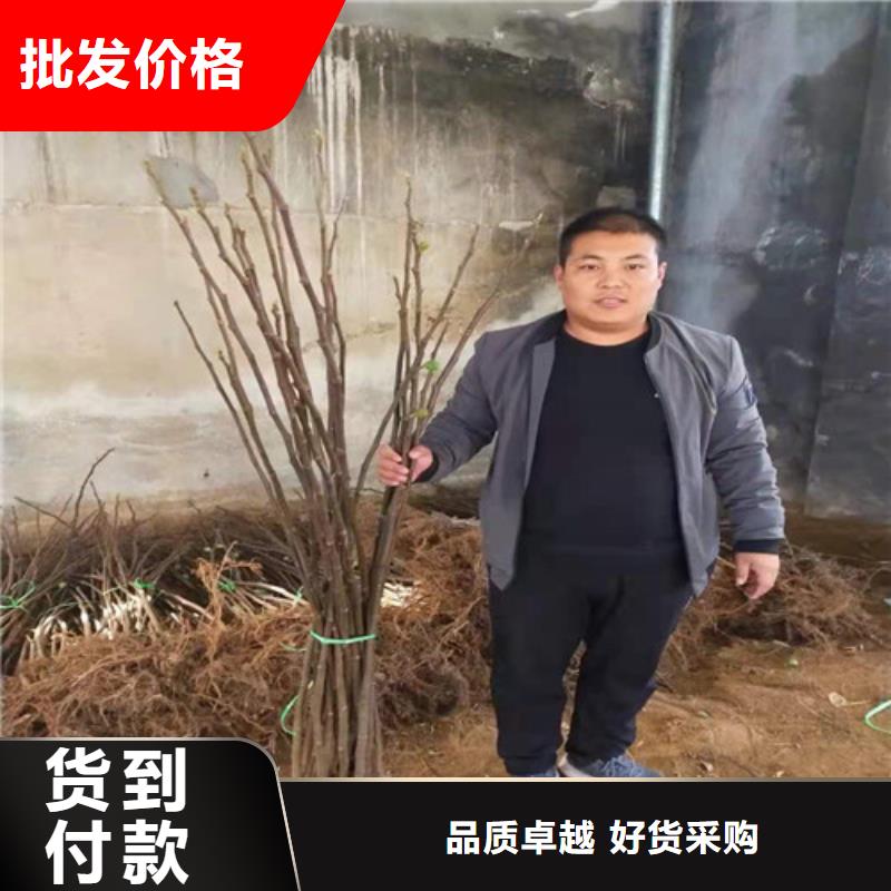 无花果-核桃苗安装简单