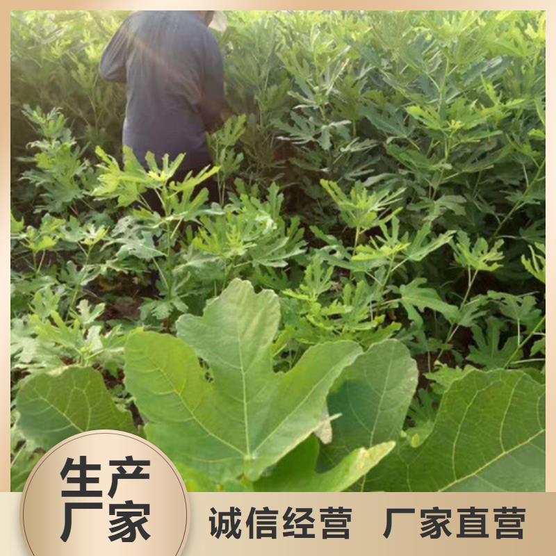 无花果-油蟠7-7源头厂源头货