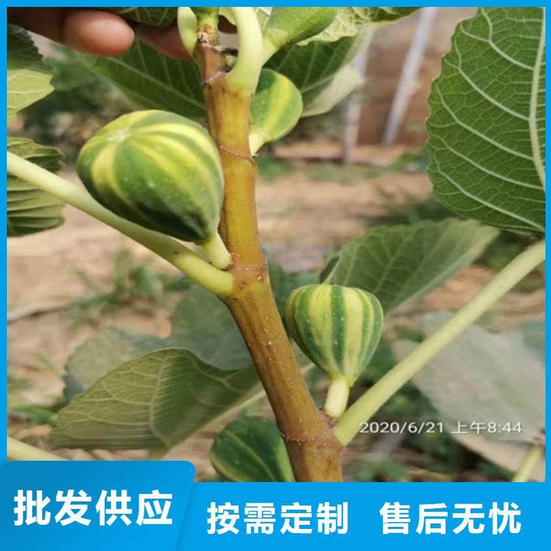 无花果_苹果苗加工定制