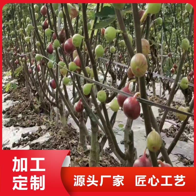 无花果_苹果苗加工定制