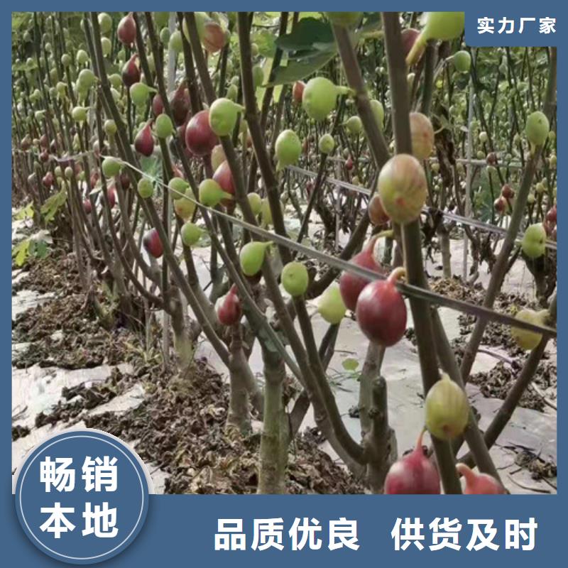 无花果核桃苗厂家直销直供